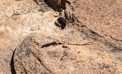 Dragon Lizard camouflaged on rock in Western Australia, Australia