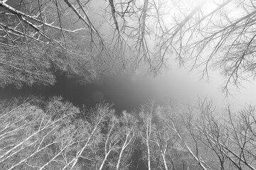 early spring or late autumn nature view trees without leaves, landscape nature park