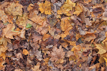 background is fallen autumn leaves, the seasonal backdrop of October fall