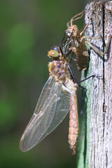 dragonfly, wings close-up of nature, dragonfly hatching from a larva, metamorphosis