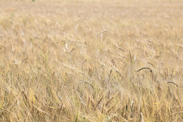 Naklejka premium golden agricultural field of ripe grain, background texture of ears in the sun