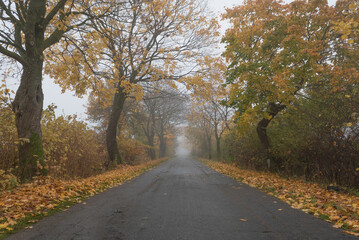 Obraz premium AUTUMN LANDSCAPE - Foggy weather and yellowed leaves on roadside trees 