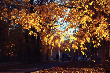 autumn park, nature landscape, trees in a seasonal background