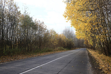 Fototapeta premium autumn park, nature landscape, trees in a seasonal background