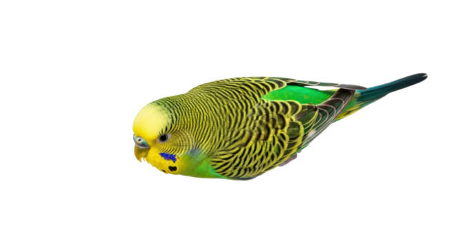 Isolated Budgerigar parrot pet bird perched facing left with vibrant green and yellow colors