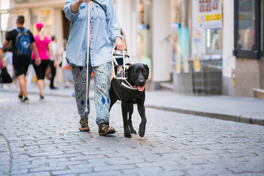 a black labrador retriever blind guide assistance dog walking with a woman holding a white cane on a busy inner city street surrounded by people