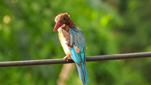 This image from gir forest gujarat India. (national park of gir forest). Image of beautiful White-throated Kingfisher(Halcyon smyrnensis) Bird on electric cable and nature blur green background.