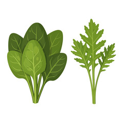 Fresh leafy greens illustration for healthy eating and vegan lifestyle