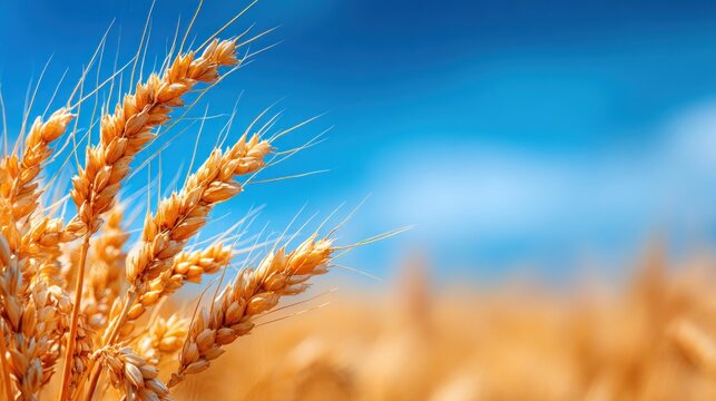 A wheat field under a clear blue sky with a few clouds. - Powered by Adobe