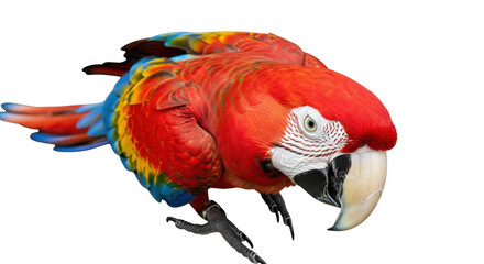 Isolated scarlet macaw bird with red, yellow, and blue plumage showing beak close up