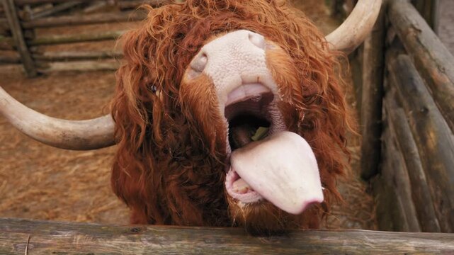 Highland cow licking cabbage leaf in farm enclosure