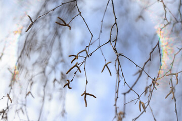 Early spring backdrop, sunny bokeh background in spring park, sunny day abstract nature background