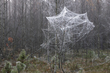 wet spiderweb in forest