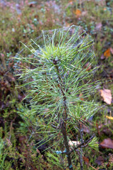 spiderweb on small tree