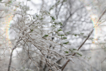 Early spring backdrop, sunny bokeh background in spring park, sunny day abstract nature background