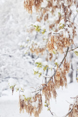 Tree branches covered in snow in a winter park, nature background, seasonal backdrop photo