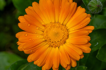 Orange calendula with water drops