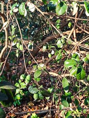 Feijoa plantation in Azerbaijan Lankaran