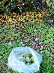 Feijoa plantation in Azerbaijan Lankaran