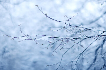 Tree branches covered in snow in a winter park, nature background, seasonal backdrop photo