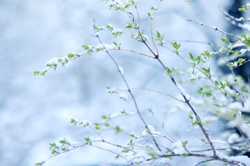 The last snowfall, a spring park, the first leaves and buds on the trees covered with snow, frosts in spring, a change in the weather