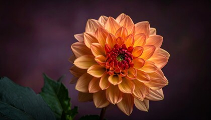 Detailed close-up of a peach-colored dahlia with a vibrant red center, against a dark, textured background