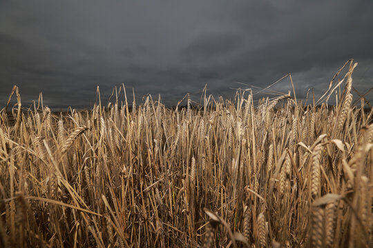 grain field, agriculture, night, evening view, unharvested autumn harvest