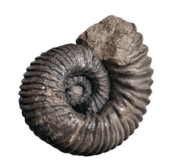 fossil of Ammonite in the stone on white, isolated