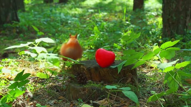 The playful, nimble rodent sniffs a red heart from a stump and runs through green leaves, displaying playful behavior and movement under the warm daylight in the forest.