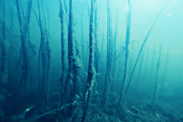 Underwater photo in a fast-flowing freshwater river with algae and underwater landscape © kichigin19