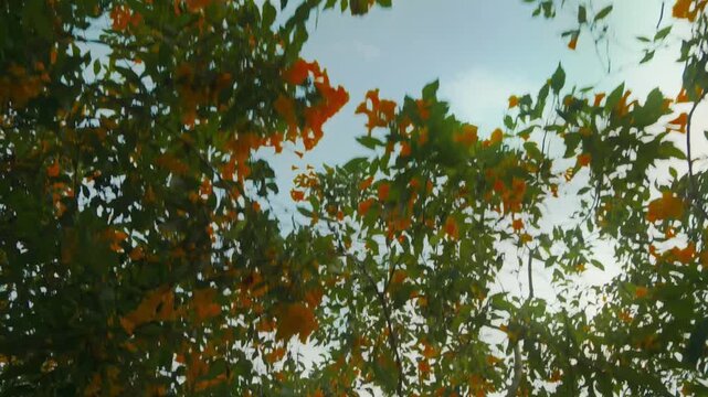 Upward view of orange flowering tree branches moving in the wind in a tropical Bangkok park. Bright leaves, blossoms and blue sky create a natural abstract background, good for travel, vacation.