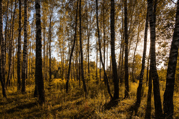 Obraz premium Sun setting through birch tree forest. Golden light illuminating autumn landscape in grove. Natural scenic view for wallpaper design.