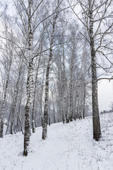 Birch grove after a snowfall on a winter cloudy day. Birch branches covered with snow.