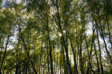 Sunlight filtering through the tall birch trees in a lush green forest, creating a serene and captivating natural landscape for nature enthusiasts.