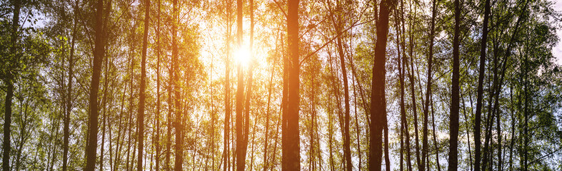 Sunlight filtering through the tall birch trees in a lush green forest, creating a serene and captivating natural landscape for nature enthusiasts. Vintage film aesthetic.