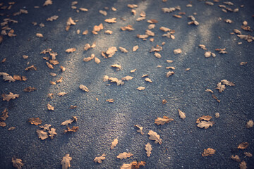 Texture of fallen autumn leaves, background of the passing autumn nature backdrop, surface