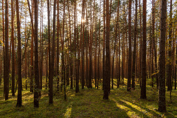 Sunrise or sunset in tall pine forest with long shadows on mossy ground. Nature landscape for tranquility and wilderness. Natural scenic view for wallpaper design.