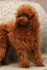 Toy poodle looking away outside by stone wall, portrait. Concept friendly pet