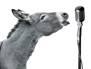 donkey during  sings into a microphone isolated on a white background