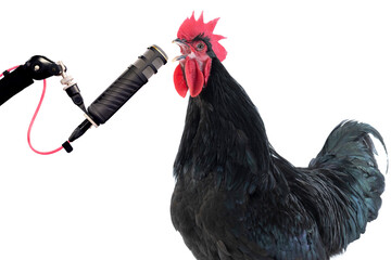 cockerel sings into a microphone isolated on a white background © fotomaster