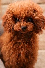 Toy poodle puppy posing outdoors, close up fluffy face. Concept pet care and cuteness