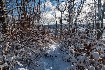 Snowy trail under blue sky, quiet snowy woodland scene with sunlight filtering through trees