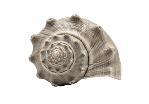 Spiral Seashell Isolated on White