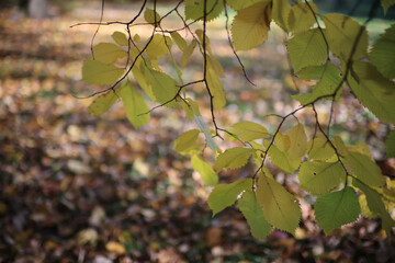 Seasonal photo, autumn view of nature in a city park, background