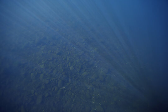 Fototapeta Underwater photography freshwater, lake ecosystem