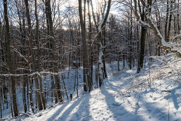 Snowy trail under blue sky, quiet snowy woodland scene with sunlight filtering through trees