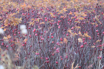 Rosehip autumn harvest of red berries on thorny bushes, a natural vitamin