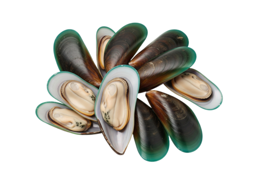 Cluster of Green-Lipped Mussels Arranged in Circle on White Background