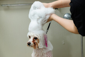 A cute white dog (Poodle or Bichon Frise) with pink ears standing in a bathtub, completely covered in a tall, thick pile of white shampoo foam during a professional washing procedure.