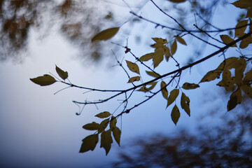 Autumn leaf fall background, real photo